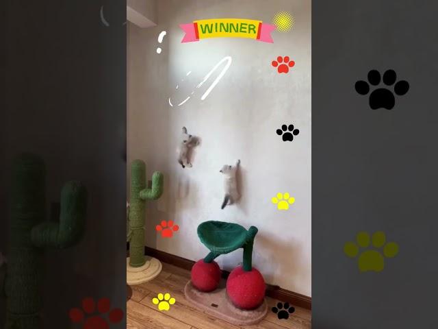 Pawsome Playtime: A Hilarious Feline Frolic!
