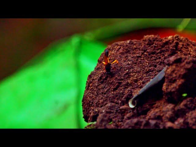 Potter Wasp - Collecting Mud for it's Pot shaped nest....