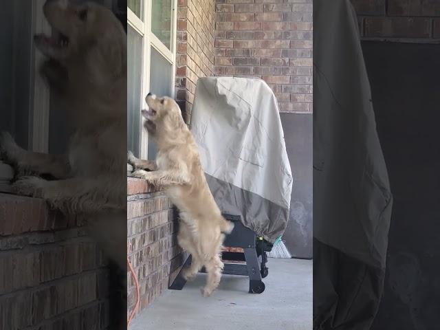 Nic cocker Spaniel is changing the flies