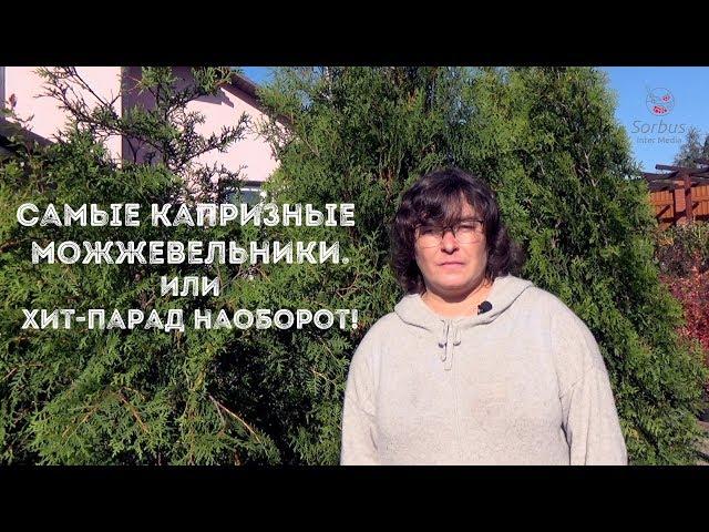 Самые капризные можжевельники. Или хит-парад наоборот!