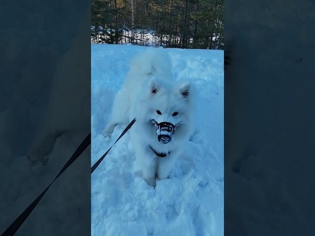 Самоед Шомка! Зимой мелкий!