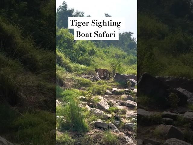 Boat Safari Sighting #panna #shorts #ytshorts #trending #tigerreserve #wildlife #travelfromhome