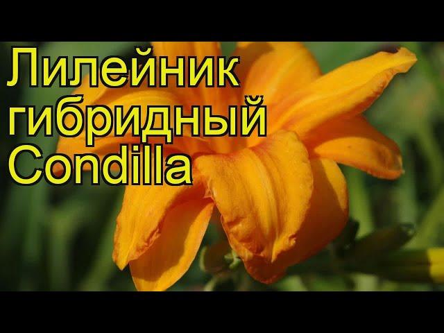 Лилейник гибридный Кондила. Краткий обзор, описание характеристик hemerocallis hybrida Condilla
