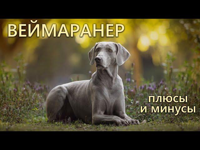 ВЕЙМАРАНЕР. Плюсы и минусы породы WEIMARANER