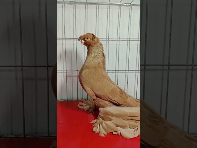 #uzbekistan #russia #qirgʻiziston #pigeon #tauben #golubi #golub #птицы #qushlar #kaptantsubasa #rek