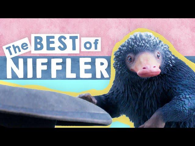 NIFFLER COMPILATION [FANTASTIC BEASTS]