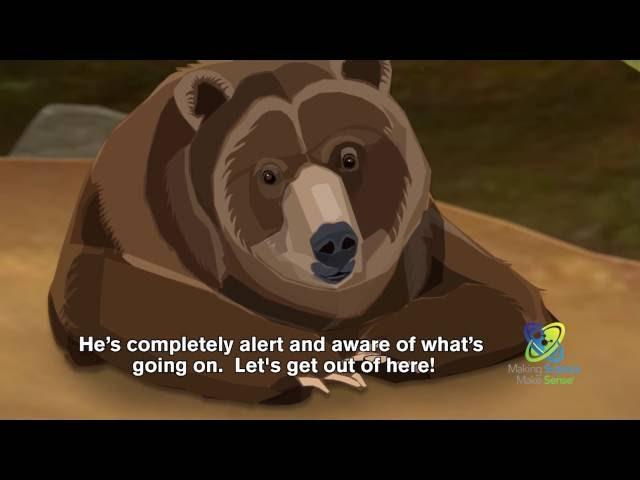 How Do Bears Hibernate?