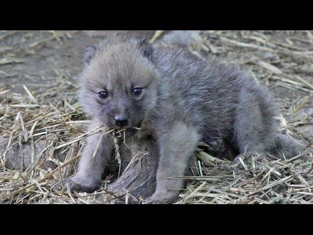 Cute Arctic Wolf Cubs