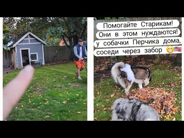 VLOG | Соседи | Хаски | Убопка | Помогайте старикам !