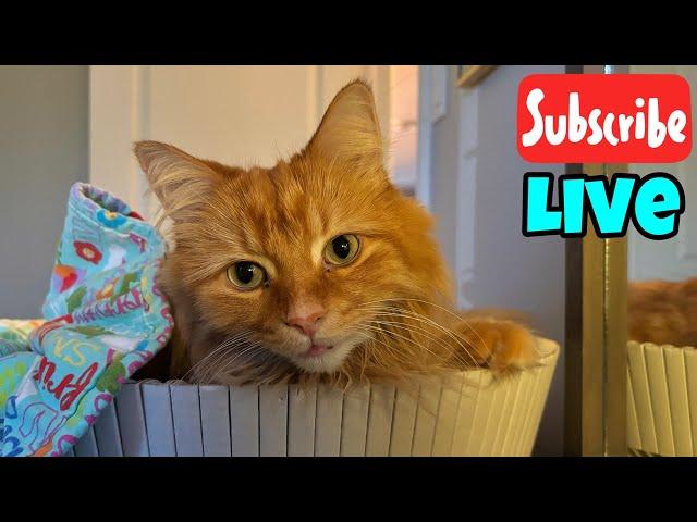 Caturday Updates - Live Stream