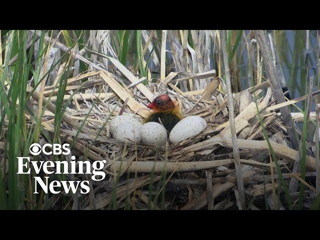 Researchers alarmed over declining bird populations