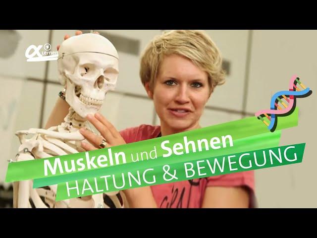 Muskeln & Sehnen - Haltung und Bewegung | einfach erklärt | alpha Lernen erklärt Biologie