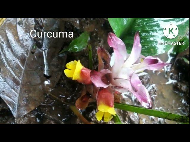 curcuma.wild turmeric. കാട്ടുമഞ്ഞൾ.16 July 2022 #subscribe