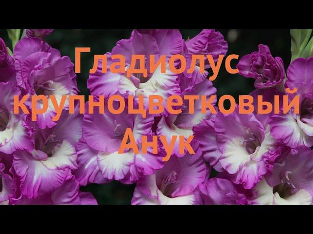 Гладиолус крупноцветковый Анук (gladiolus)  Анук обзор: как сажать, луковицы гладиолуса Анук