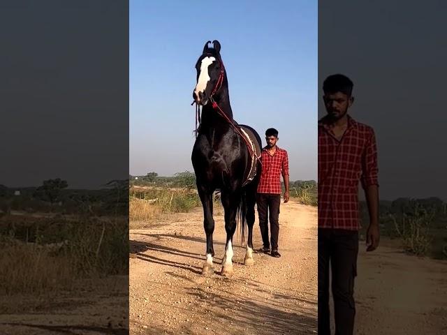 Marwari stallion Dilshan  ( Horse video ) #horse