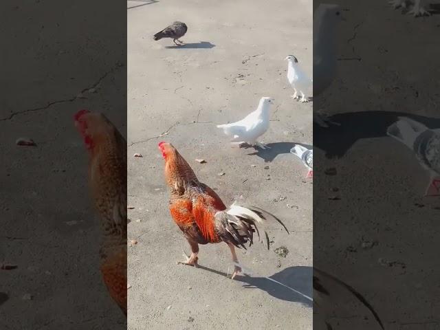 Mera Dil unke paas hai khuda khair kre #Sad_#viral_#short_️️