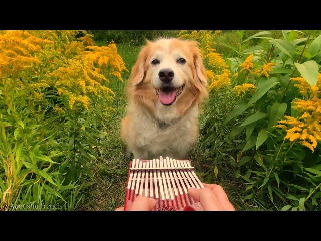 Here Comes The Sun on a Kalimba