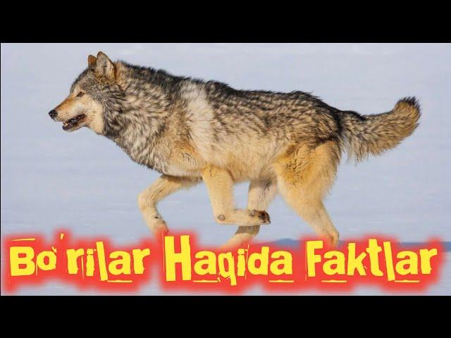 Bo'rilar Haqida Qiziqarli Faktlar !