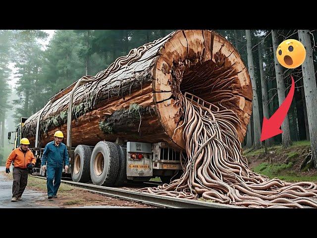 Extreme Dangerous Tree Cutting Machines in Action | Fastest Stump Removal & Logging Equipment