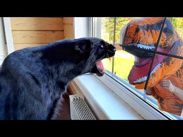 Luna the panther's reaction to a dinosaur (ENG SUB)