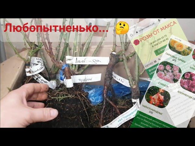 Обзор посылки с розами из питомника "Розы от Макса". #обзорпосылки #розы #уральскиерозы