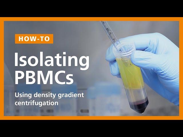 How to Isolate PBMCs from Whole Blood Using Density Gradient Centrifugation (Ficoll™ or Lymphoprep™)