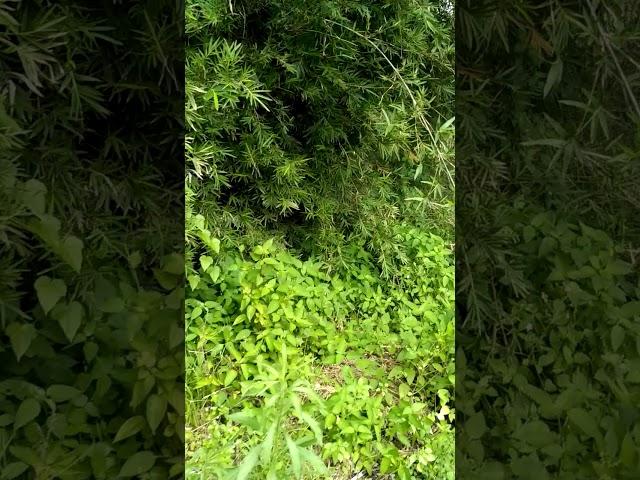 Ngintip anak SMA mesum di kebun.