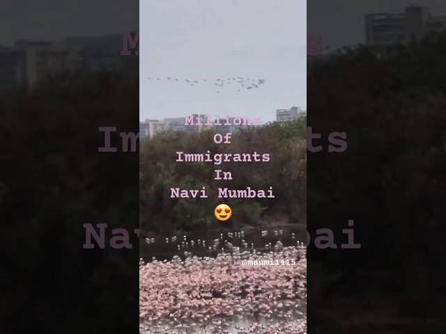 Flamingos Take Over the Lakes - Pink Flock in the City  #shortvideo #flamingo