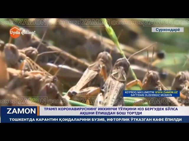 Afrika chigirtkalari yurtimizda ham mavjudmi?