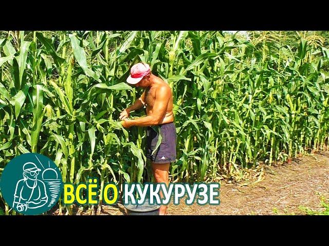  All about Planting Corn by Conveyor Method  Corn Cultivation According to Gordeev’s Technology