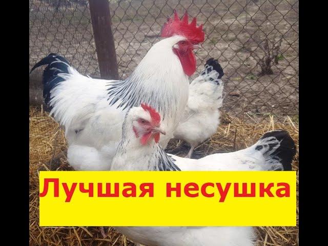 Суссекс мясояичная порода кур. Лучшая несушка (Sussex Chickens)