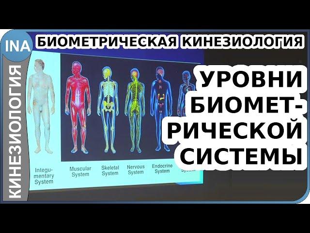 Уровни склеротомной биометрической системы. Биометрическая кинезиология