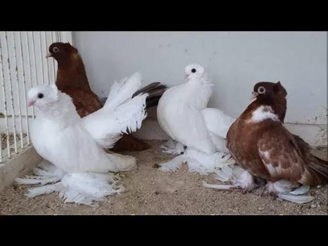 Beautiful Russian Volga Pigeons Lofts & Breeding Cages