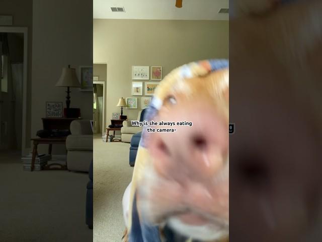 Bloopers! #foryou #trend #viralvideo #puppy