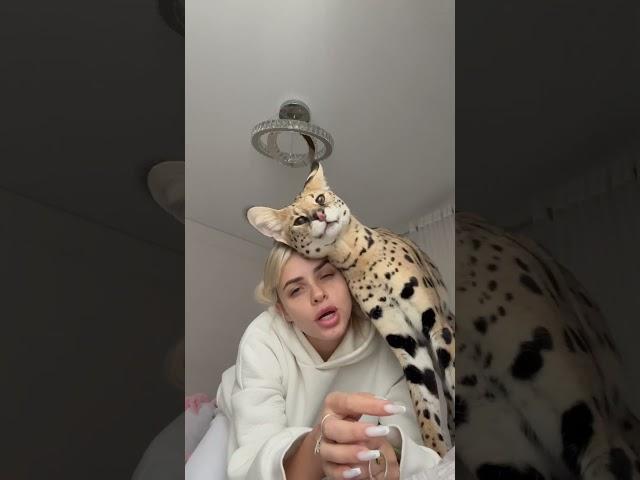 Самый ласковый #сервал на свете врачи всегда удивляются, что ее можно осмотреть без седации