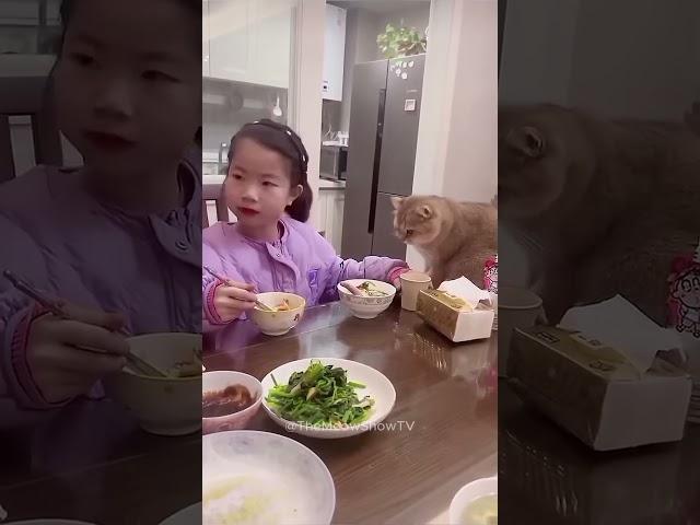Cats being cats compilation 11 #cats #funny #funnycats #shorts