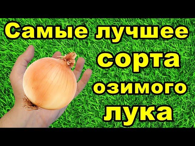 Самые лучшие сорта озимого лука | Какой лук посадить под зиму