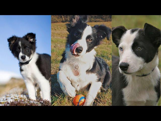 Border collie puppies | Funny and Cute dog video compilation in 2022.