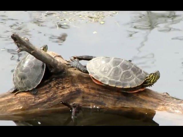 Happy Turtles