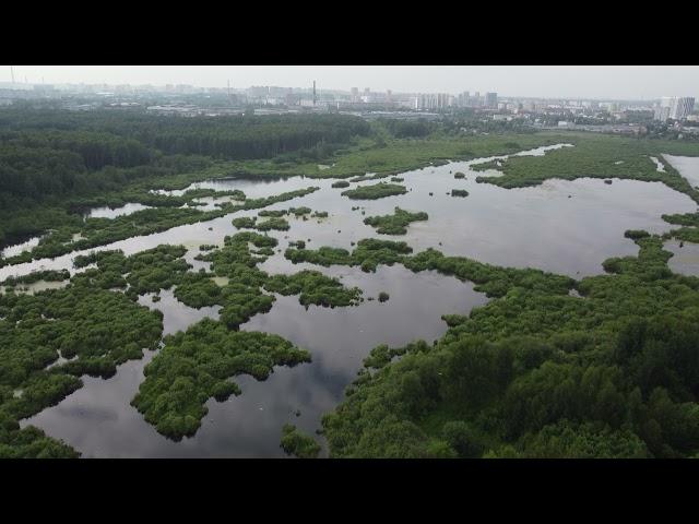 Верхнеяузские болота | Мазуринское озеро | 4K