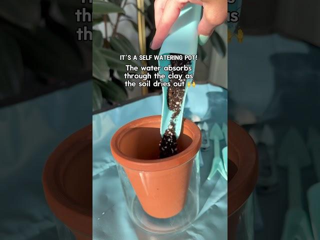 Make sure you are following for more houseplant tips and inspo 