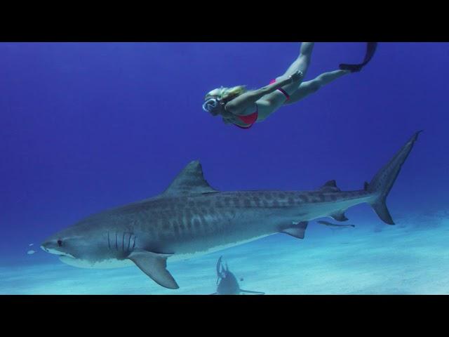 Shark Whisper, Official Teaser