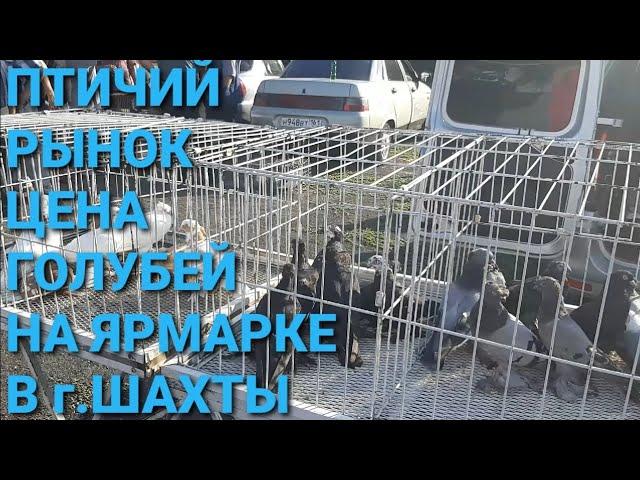 Цена голубей на ярмарке в г.Шахты. Птичий рынок 04.08.24.Bird Market. Pigeon Fair. الحمام. 鸽子.