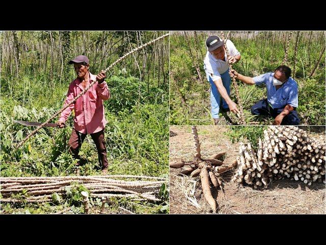 PRODUCTORES RECIBEN MATERIAL VEGETATIVO DE YUCA CENTA QUEZALTEPEQUE