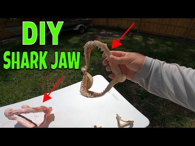 DIY How to Process and Cure a SHARK Jaw Mount *** Easier than you Think