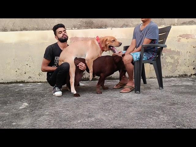 Labrador mating | dog mating | dog breeding | DogZilla Pet Kennel