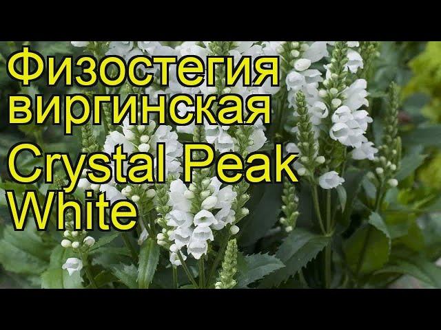 Физостегия виргинская Кристал Пик Вайт. Краткий обзор physostegia virginiana Crystal Peak White