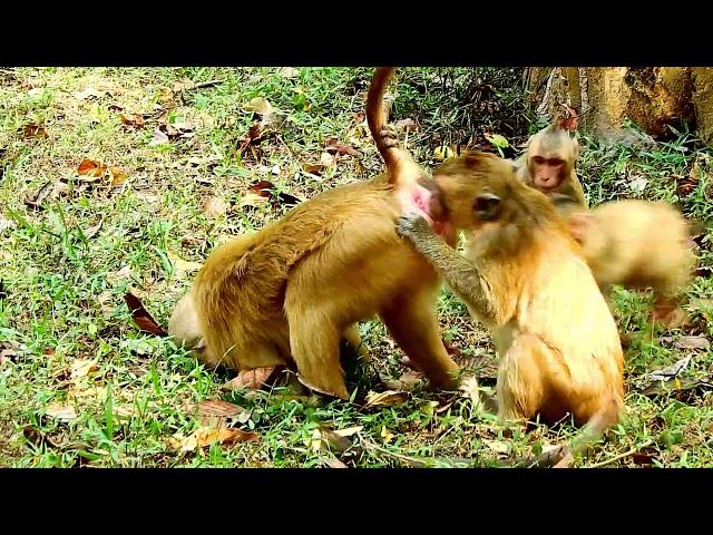 OMG! SPOIL MONKEY, WHAT YOU WANT TO DO?