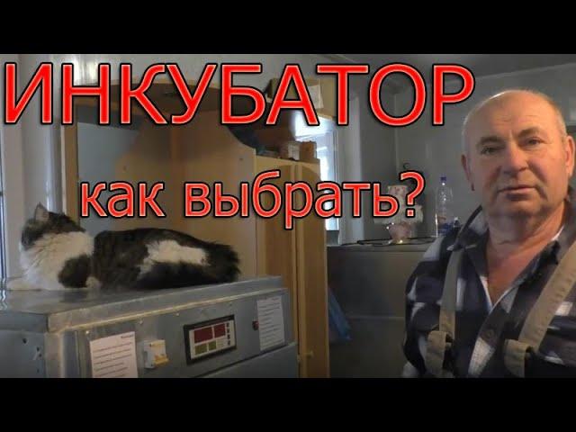 Как выбрать инкубатор? | Какой инкубатор купить?