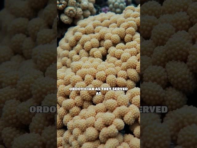 The Rise of Coral Reefs: Building Early Marine Ecosystems in the Ordovician